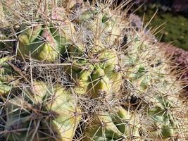 explorer de Lanzarote étourdissant cactus jardins, où le vibrant teintes et varié formes de ces les plantes créer une fascinant tapisserie de désert vie. photo