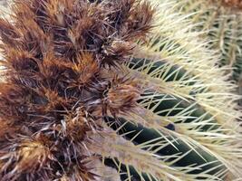 explorer de Lanzarote étourdissant cactus jardins, où le vibrant teintes et varié formes de ces les plantes créer une fascinant tapisserie de désert vie. photo