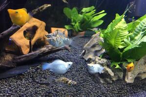 coloré poisson nager dans Profond bleu l'eau aquarium avec vert l'eau végétaux, Fontaine écoulement dans le poisson réservoir photo