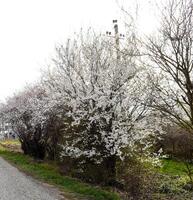 les fleurs de prunier. photo