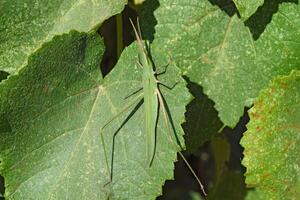 vert les criquets, orthoptères insecte photo