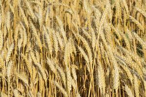 mature blé sur le champ. épillets de blé. récolte de grain. photo