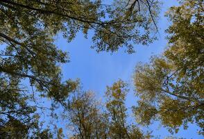 vue de le bas en haut dans une forêt de argent peupliers. Contexte de le ciel et des arbres. l'automne dans le forêt. photo