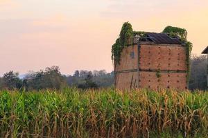 bâtiments abandonnés sur un champ de maïs photo