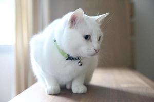 mignon beau chat photo