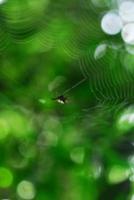 Arachnide araignée se trouve dans son antre sur fond noir photo