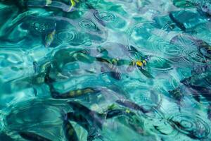 poisson dans clair l'eau de le île de koh phi phi, Thaïlande photo