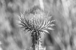 belle racine de fleur de plus en plus bardane chardon sur fond prairie photo