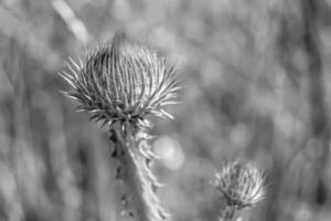 belle racine de fleur de plus en plus bardane chardon sur fond prairie photo