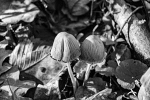 la photographie à thème grand magnifique toxique champignon dans forêt sur feuilles Contexte photo