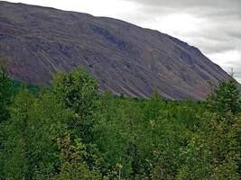 forêt toundra paysage dans le été. taïga de Sibérie. Yamal. photo