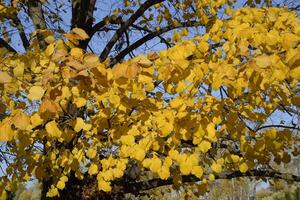 Jaune feuilles de une tilleul. jaunissement feuilles sur le branches de une arbre. l'automne Contexte de feuilles de une tilleul. Jaune l'automne feuilles photo