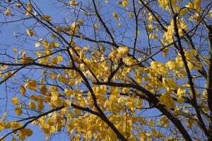 Jaune feuilles de une tilleul. jaunissement feuilles sur le branches de une arbre. l'automne Contexte de feuilles de une tilleul. Jaune l'automne feuilles photo