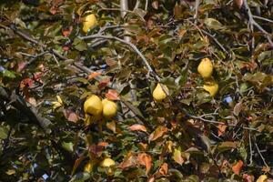 mûr poires pendre sur branches de une arbre. en retard l'automne dans le jardin, en retard variétés de des poires. photo