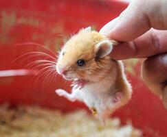 hamster dans main. hamster tenir le se gratter. hamster tenue avec les doigts photo