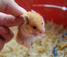 hamster dans main. hamster tenir le se gratter. hamster tenue avec les doigts photo