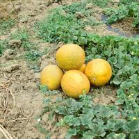 melons, pincé de le jardin, allonger ensemble sur le sol photo