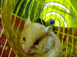 hamster Accueil dans en gardant dans captivité. hamster fonctionnement roue. rouge hamster photo