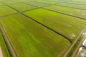 le riz des champs sont inondé avec l'eau. inondé riz rizières. agronomique méthodes de croissance riz dans le des champs. photo