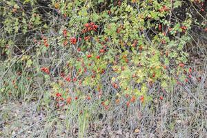 les hanches buisson avec mûr baies. baies de une dogrose sur une buisson. des fruits de sauvage des roses. épineux églantier. rouge Rose hanches. photo