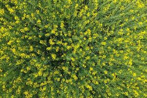 champ de floraison râpé. Haut vue de le drone. râpé, une Sydératique plante avec Jaune fleurs. champ avec sidérer photo