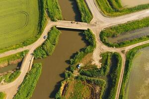 le riz des champs sont inondé avec l'eau. inondé riz rizières. agronomique méthodes de croissance riz dans le des champs. photo