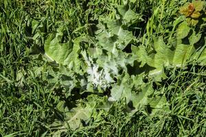 Jeune plante onopodum acanthe dans le herbe. photo