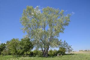 paysage argenté peuplier et autre des arbres contre le ciel. photo