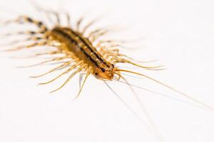 le moucherolle. scutigera coléoptères. Mille-Pattes moucherolle, insecte prédateur photo