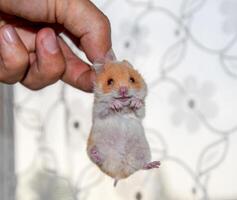 hamster dans main. hamster tenir le se gratter. hamster tenue avec les doigts photo