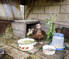 muscovy canard mère avec canetons. photo