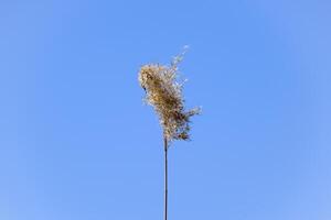 une panicule de roseau séché contre une bleu ciel. photo