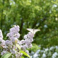 machaon papillon. papillon blanc voilier sur le fleurs de lilas photo