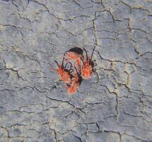 proche en haut macro rouge velours mite ou trombidiidés photo