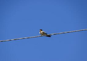 avale sur le fils. avale contre le bleu ciel. le hirondelle photo