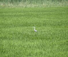 tête héron parmi le fourrés de riz. sauvagine dans le herbe photo