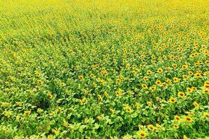 aérien vue de agricole des champs floraison graines oléagineuses. champ de tournesols. Haut voir. photo