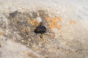 gros noir mouche photo