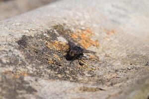 gros noir mouche photo