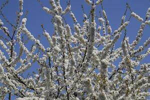 prunus avium floraison cerise. Cerise fleurs sur une arbre branche photo