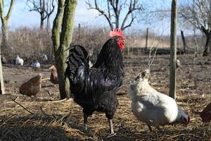 les poules dans le Cour de une poule maison photo