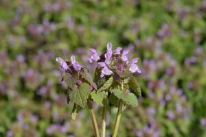 lamium purpureum fleurit dans le jardin. photo