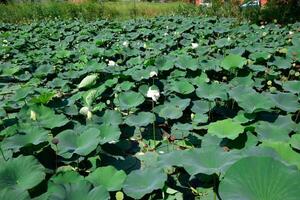 étang avec lotus. lotus dans le croissance saison. décoratif les plantes dans le étang photo