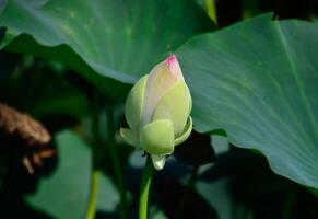 étang avec lotus. lotus dans le croissance saison. décoratif les plantes dans le étang photo