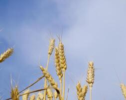 épillets de blé contre le bleu ciel. mature blé. photo