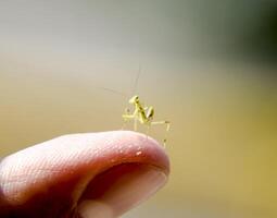 larve de le mante. nymphe mante, croissance insecte. photo