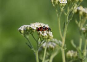 accouplement de rouge coléoptères sur blanc inflorescences de chélidoine photo