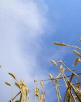 épillets de blé contre le bleu ciel. mature blé. photo