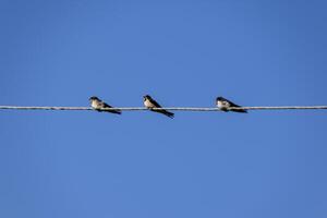 avale sur le fils. avale contre le bleu ciel. le hirondelle photo