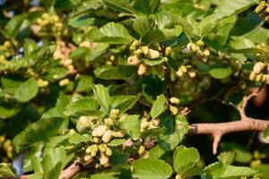 des fruits de blanc mûre sur le branches. mûr photo